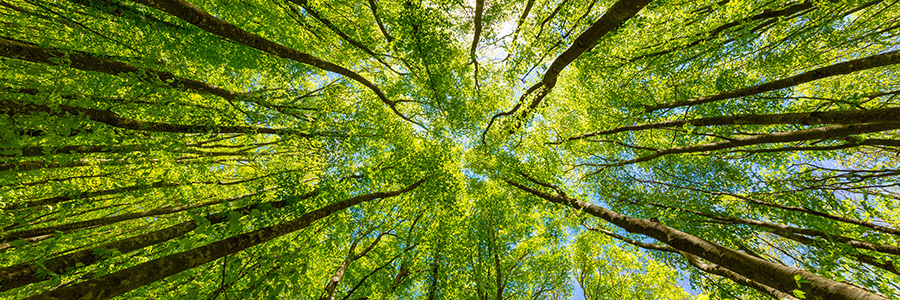 A view upwards through some trees